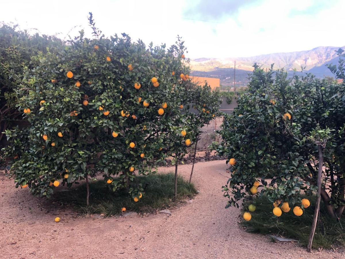 Afrikan Krisant Tenerife, Casa Rural Ecologica Arafo Eksteriør bilde