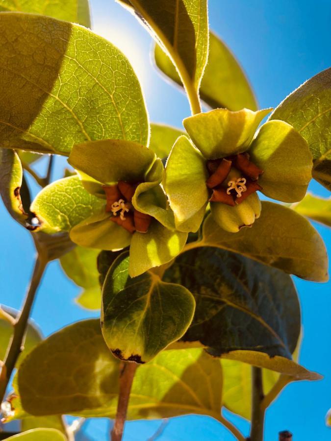 Afrikan Krisant Tenerife, Casa Rural Ecologica Arafo Eksteriør bilde