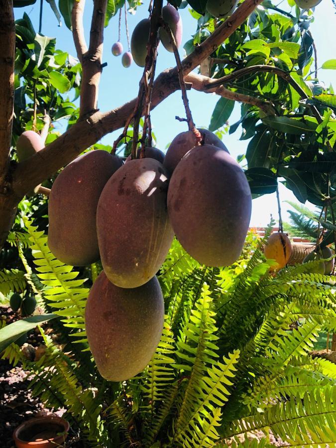 Afrikan Krisant Tenerife, Casa Rural Ecologica Arafo Eksteriør bilde