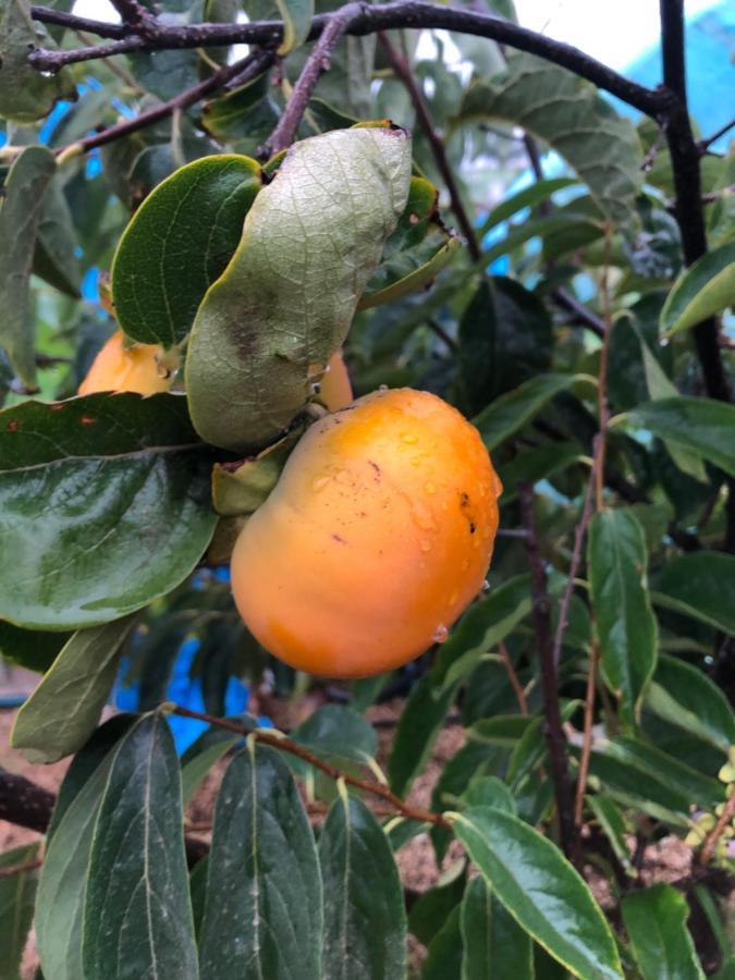 Afrikan Krisant Tenerife, Casa Rural Ecologica Arafo Eksteriør bilde