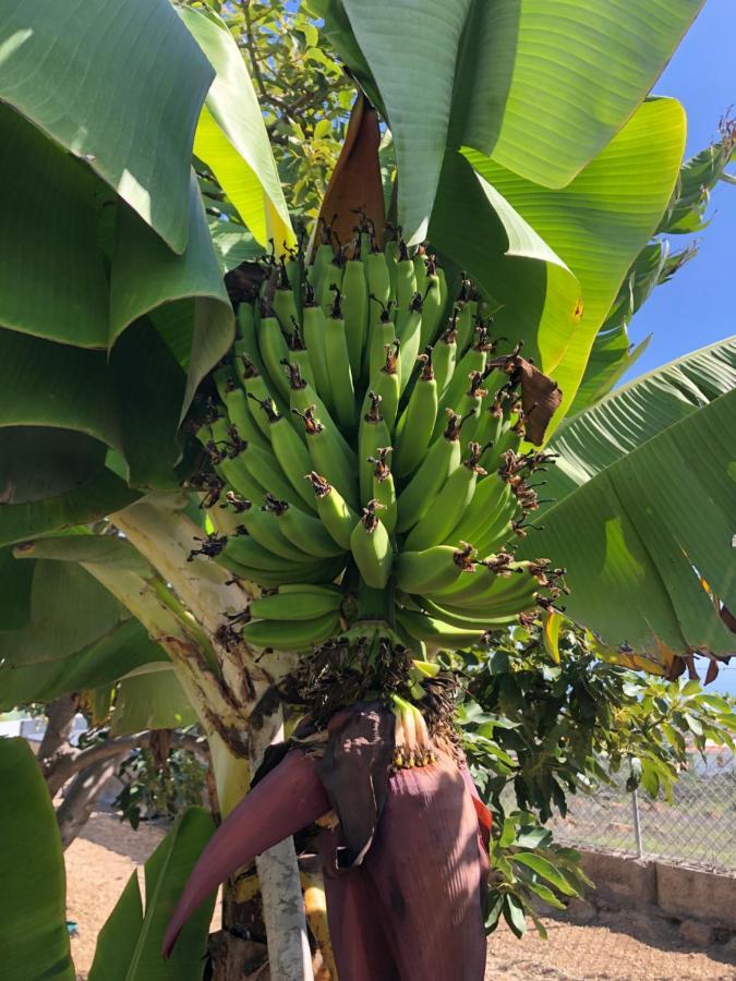 Afrikan Krisant Tenerife, Casa Rural Ecologica Arafo Eksteriør bilde