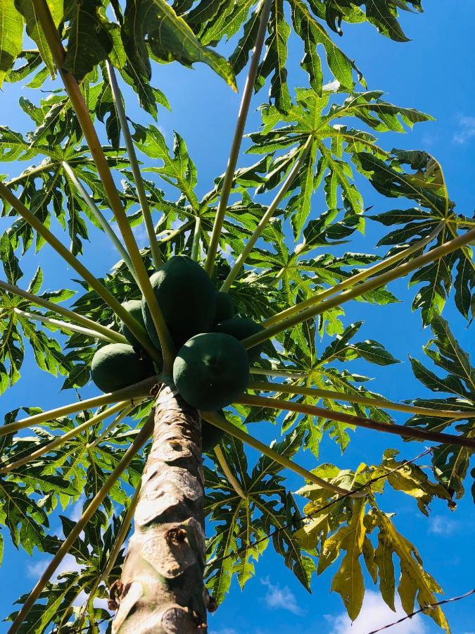 Afrikan Krisant Tenerife, Casa Rural Ecologica Arafo Eksteriør bilde