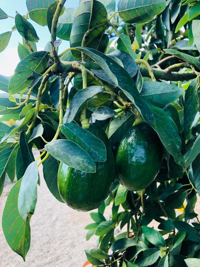 Afrikan Krisant Tenerife, Casa Rural Ecologica Arafo Eksteriør bilde