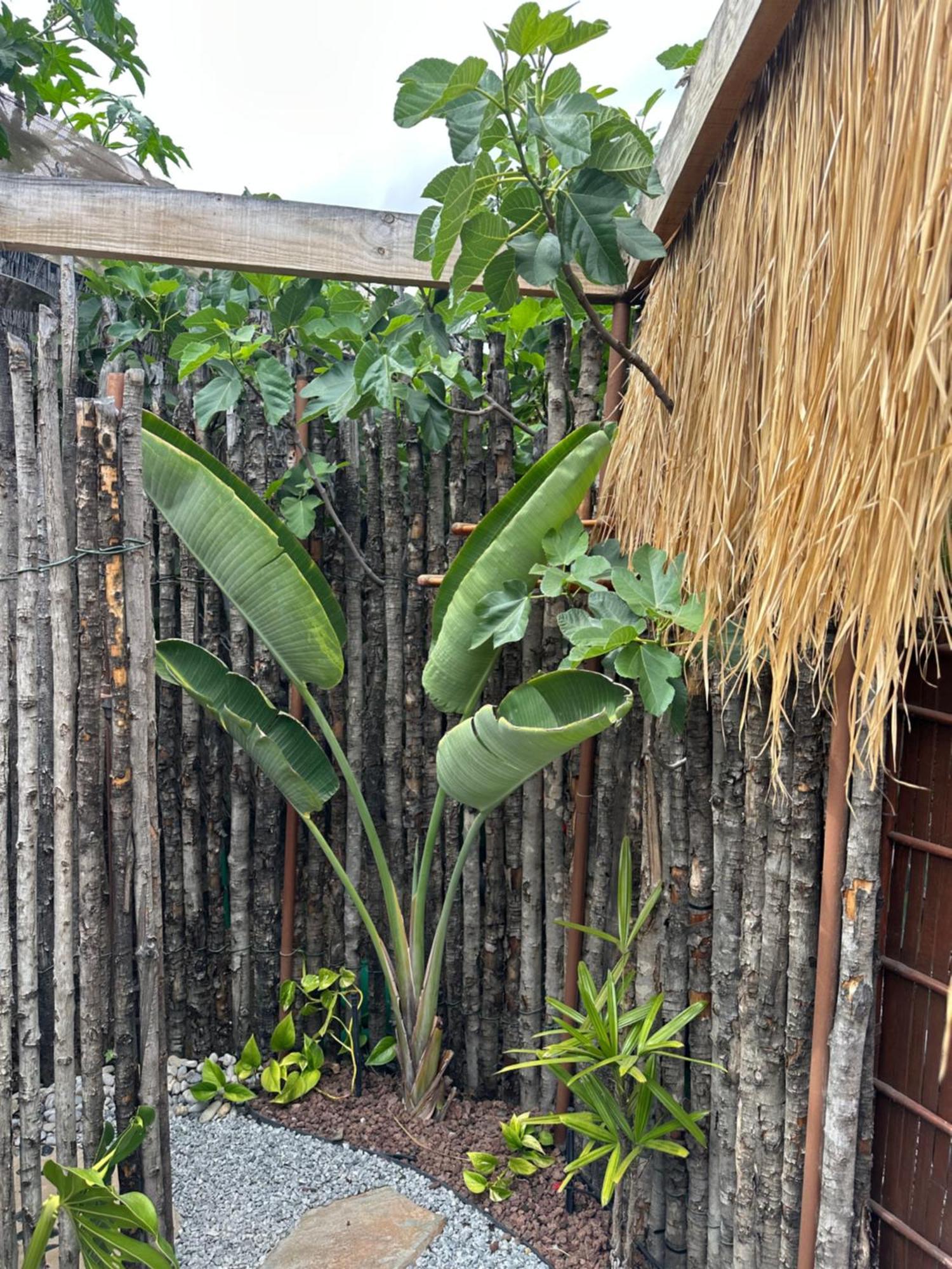 Afrikan Krisant Tenerife, Casa Rural Ecologica Arafo Eksteriør bilde